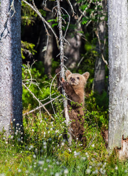 istock Brown bear cub stands on its hind legs. 1064142148
