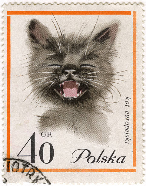 istock kitten on a vintage post stamp 106414216