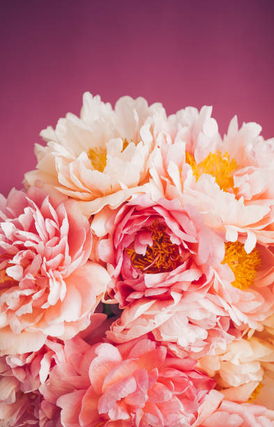 istock Close up of pink peony on pink background 1064143458
