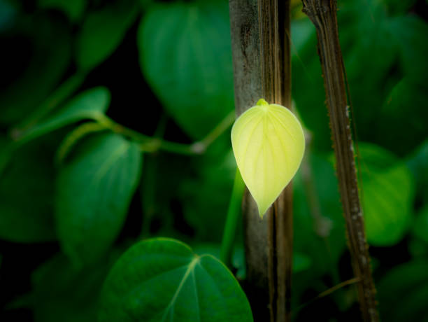 The New Peper leaf in The Wood Sticks in The Garden