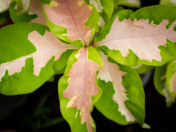 istock Green Pink Colors leaves Growing 1064144694
