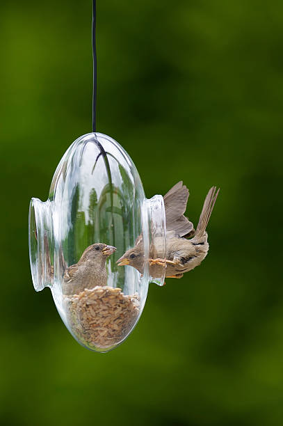 istock House sparrow wondering if feeder has room for two 106414483
