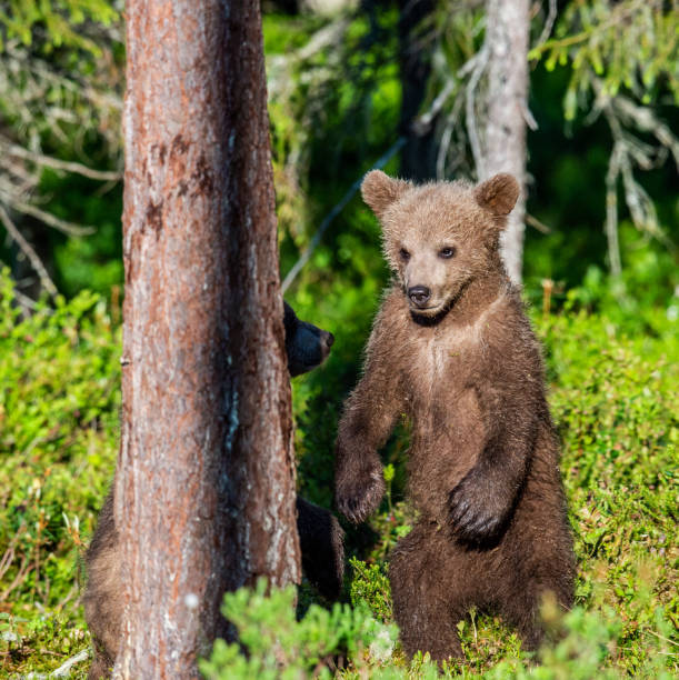 istock Brown bear cub stands on its hind legs. 1064145088