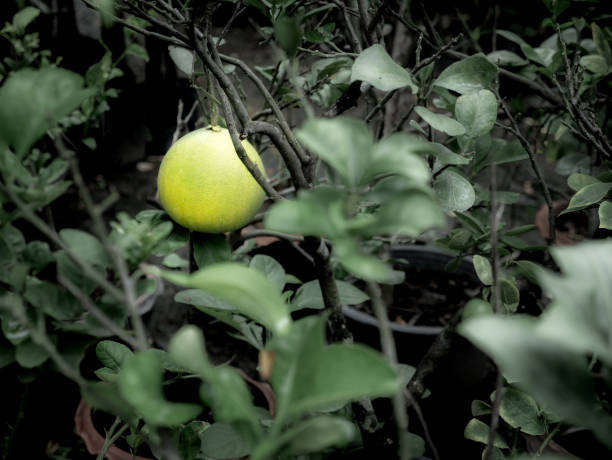 istock Pomelo Fruit Hanging on The Pot 1064145402