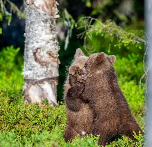 istock Brown Bear Cubs playfully fighting. Green forest background. 1064146196