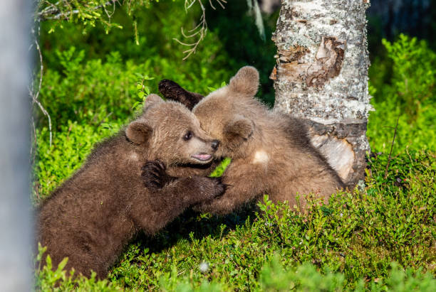 istock Brown Bear Cubs playfully fighting. Green forest background. 1064146402