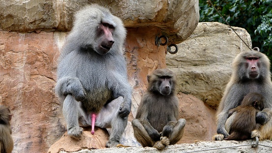 Papio hamadryas, Hamadryas baboons sitting, Baby baboon is breast feeding, the adult male has his penis on display
