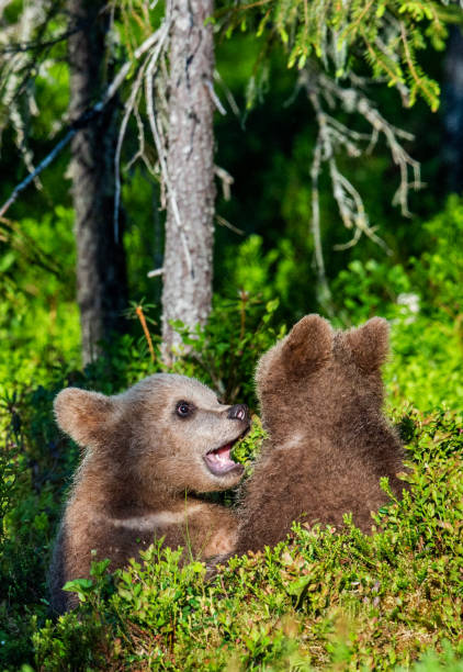 istock Brown Bear Cubs playfully fighting. Green forest background. 1064147678