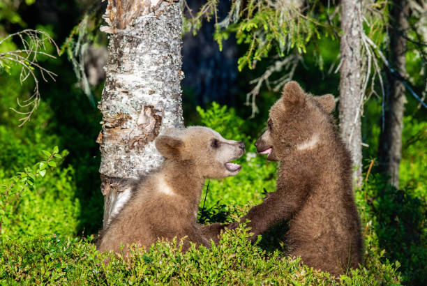istock Brown Bear Cubs playfully fighting. Green forest background. 1064148262