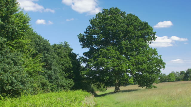 Oak tree through the four seasons timelapse.