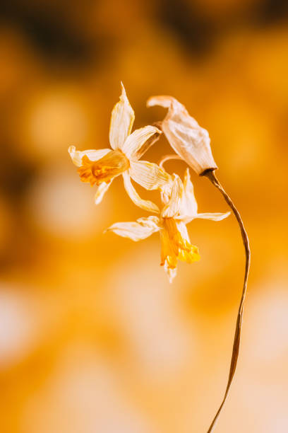 istock Dried Flowers on Colorful Background 1064148934
