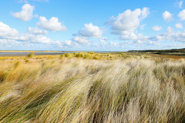 istock Sand dunes with Marram grass at the North Sea 1064149170