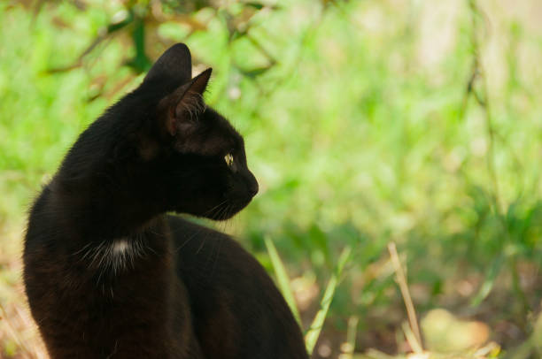 istock black cat in the garden against the backdrop 1064149570