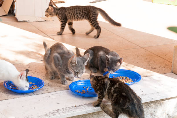 istock care for stray cats on the street 1064151106