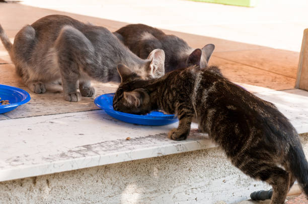 istock care for stray cats on the street 1064151138