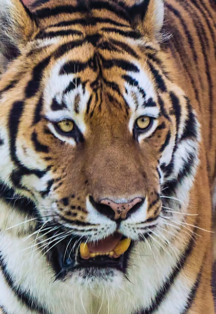 istock Tiger roaring proudly close-up 1064151314