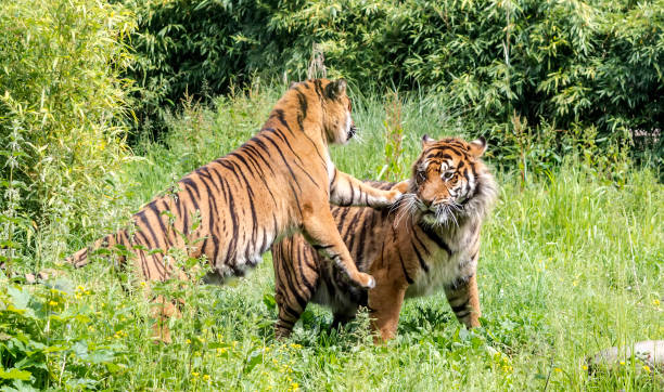istock Sumatran tigress (Panthera tigris sondaica) teasing male tiger 1064151642