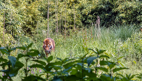Red Sumatran tiger (Panthera tigris sondaica) in the green grass lawn. Although almost exclusively carnivorous, tigers will occasionally eat vegetation for dietary fibre.