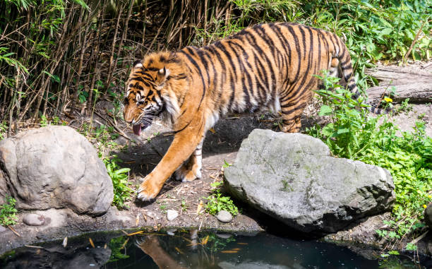 tygrys sumatrzański (panthera tigris sondaica) spacerujący nad stawem z językiem - tiger animal sumatran tiger endangered species zdjęcia i obrazy z banku zdjęć