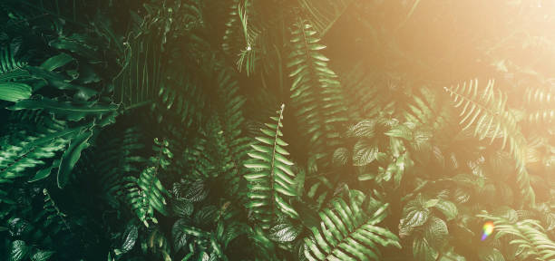 istock Vertical garden with tropical green leaf, Dark tone with sun rise. 1064153488