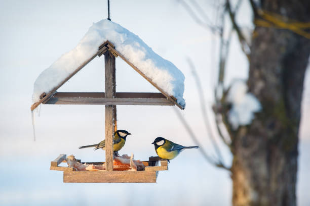 istock Birds in the winter bird feeder 1064153634