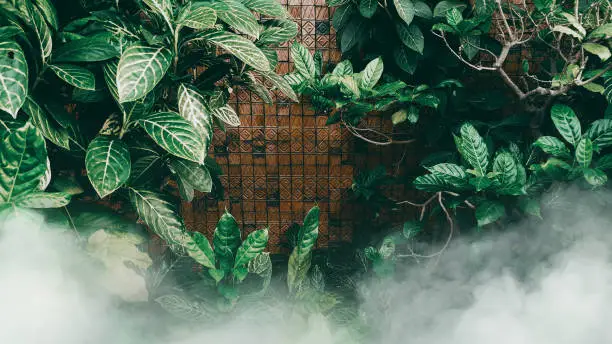 Photo of Vertical garden with tropical green leaf with fog and rain, Dark tone
