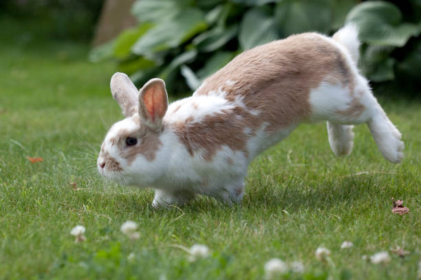 Jumping rabit and white clover stock photo
