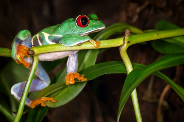 istock The red eyed tree frog dreaming about cricket 1064153938