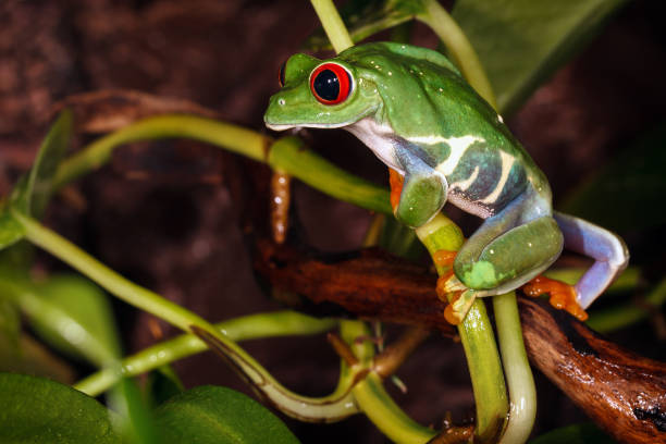 istock Red eyed tree frog climbs on the plant 1064153942