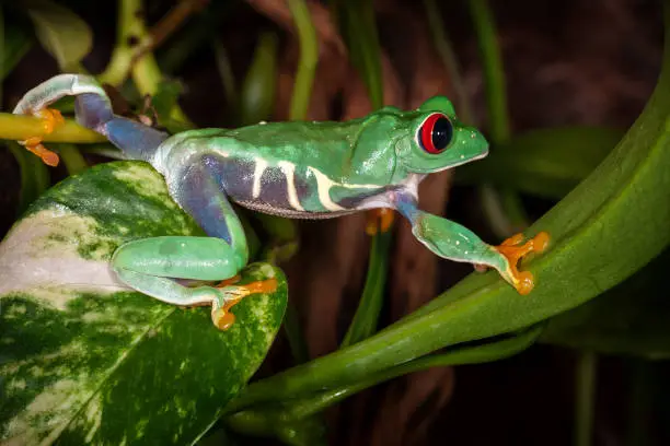 The red eyed tree frog travels on plant leaves