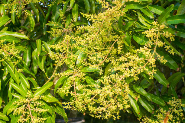 istock mango flower on tree. tropical fruit agriculture concept. 1064153956