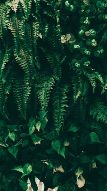 istock Vertical garden with tropical green leaf, Dark tone 1064154014