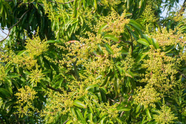 istock mango flower on tree. tropical fruit agriculture concept. 1064154054
