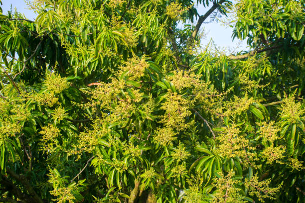istock mango flower on tree. tropical fruit agriculture concept. 1064154090