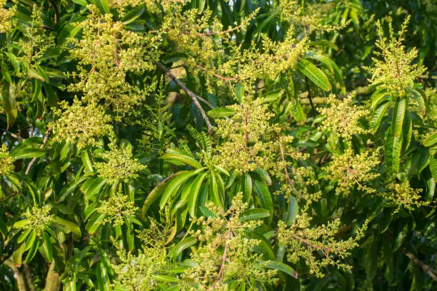 Photo of mango flower on tree. tropical fruit agriculture concept.