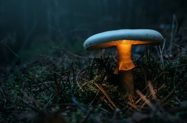 fungo incandescente nella foresta - moss fungus macro toadstool foto e immagini stock