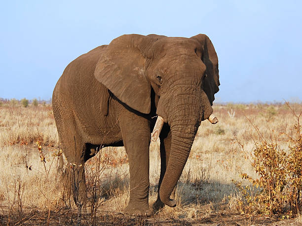 istock Wildlife Africa 106415656