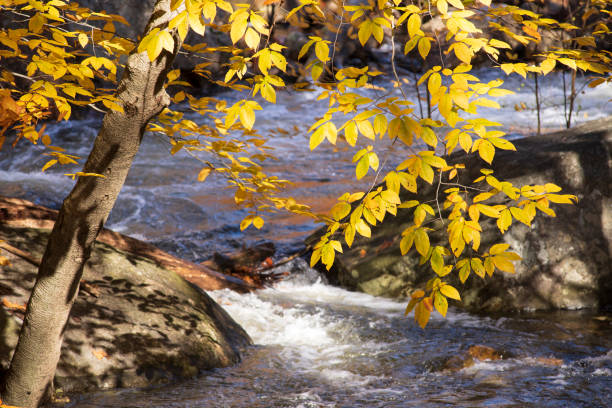 Small river in forest at autumn. Idyllic scene, nice light, everything is covered by leaves