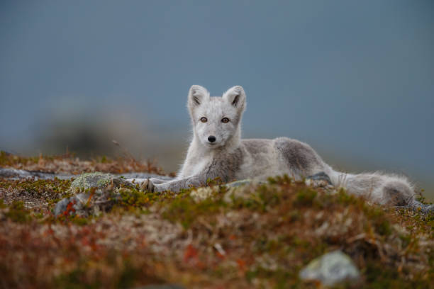 istock Arctic fox in a autumn coloured Norwegian landscape 1064158704