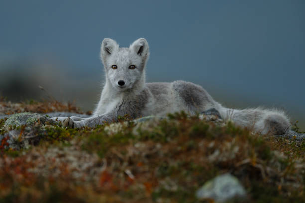istock Arctic fox in a autumn coloured Norwegian landscape 1064158752
