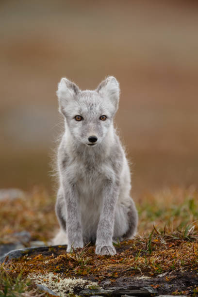 istock Arctic fox in a autumn coloured Norwegian landscape 1064158774