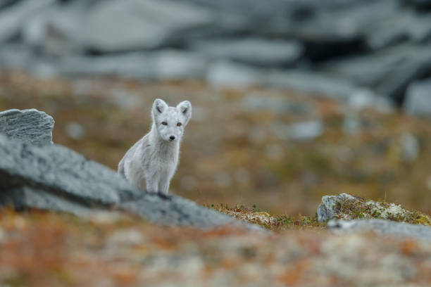 istock Arctic fox in a autumn coloured Norwegian landscape 1064160000