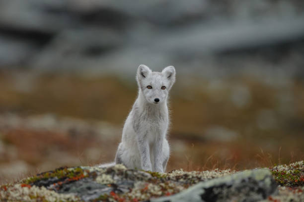 istock Arctic fox in a autumn coloured Norwegian landscape 1064160002