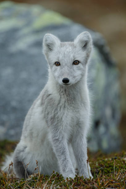 istock Arctic fox in a autumn coloured Norwegian landscape 1064160072