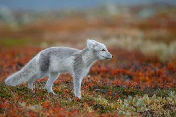 istock Arctic fox in a autumn coloured Norwegian landscape 1064160134