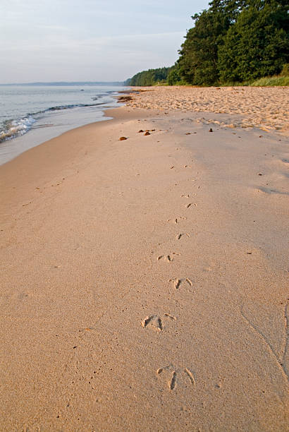 istock Beach with footprint from a bird 106416016