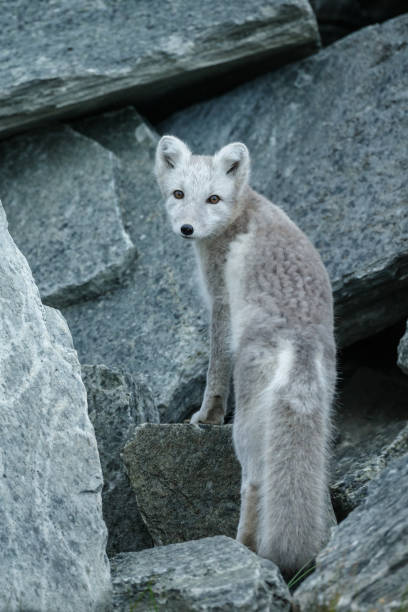 istock Arctic fox in a autumn coloured Norwegian landscape 1064160174