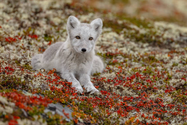 istock Arctic fox in a autumn coloured Norwegian landscape 1064160188
