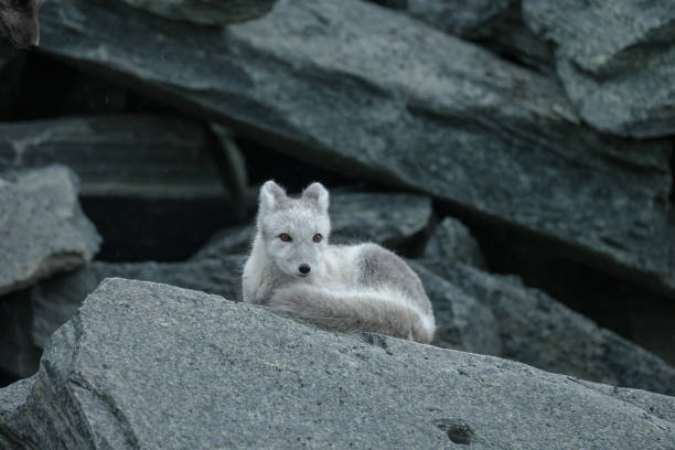 istock Arctic fox in a autumn coloured Norwegian landscape 1064160380