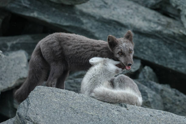 istock Arctic fox in a autumn coloured Norwegian landscape 1064160514